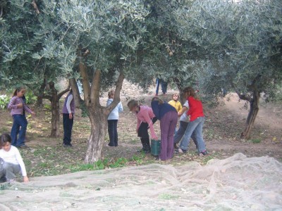 cueillette des olives par les enfans des écoles (2006)